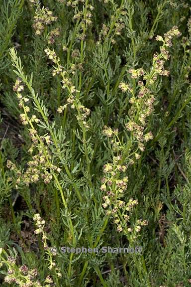 Artemisia michauxiana 2 graphic